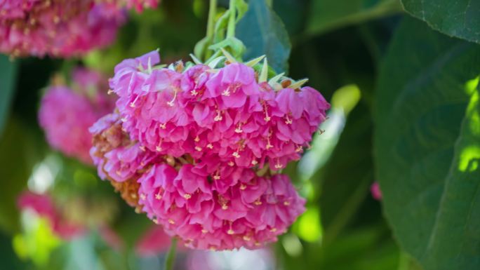 4K非洲芙蓉花