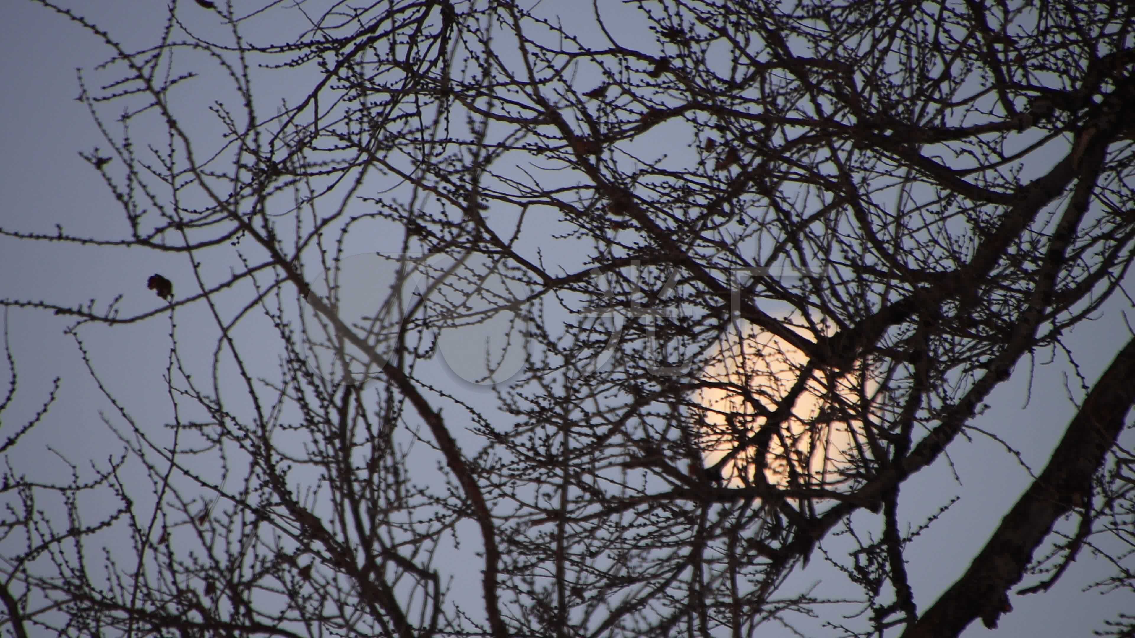 树枝掩映的一轮明月