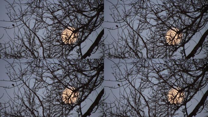 树枝掩映的一轮明月