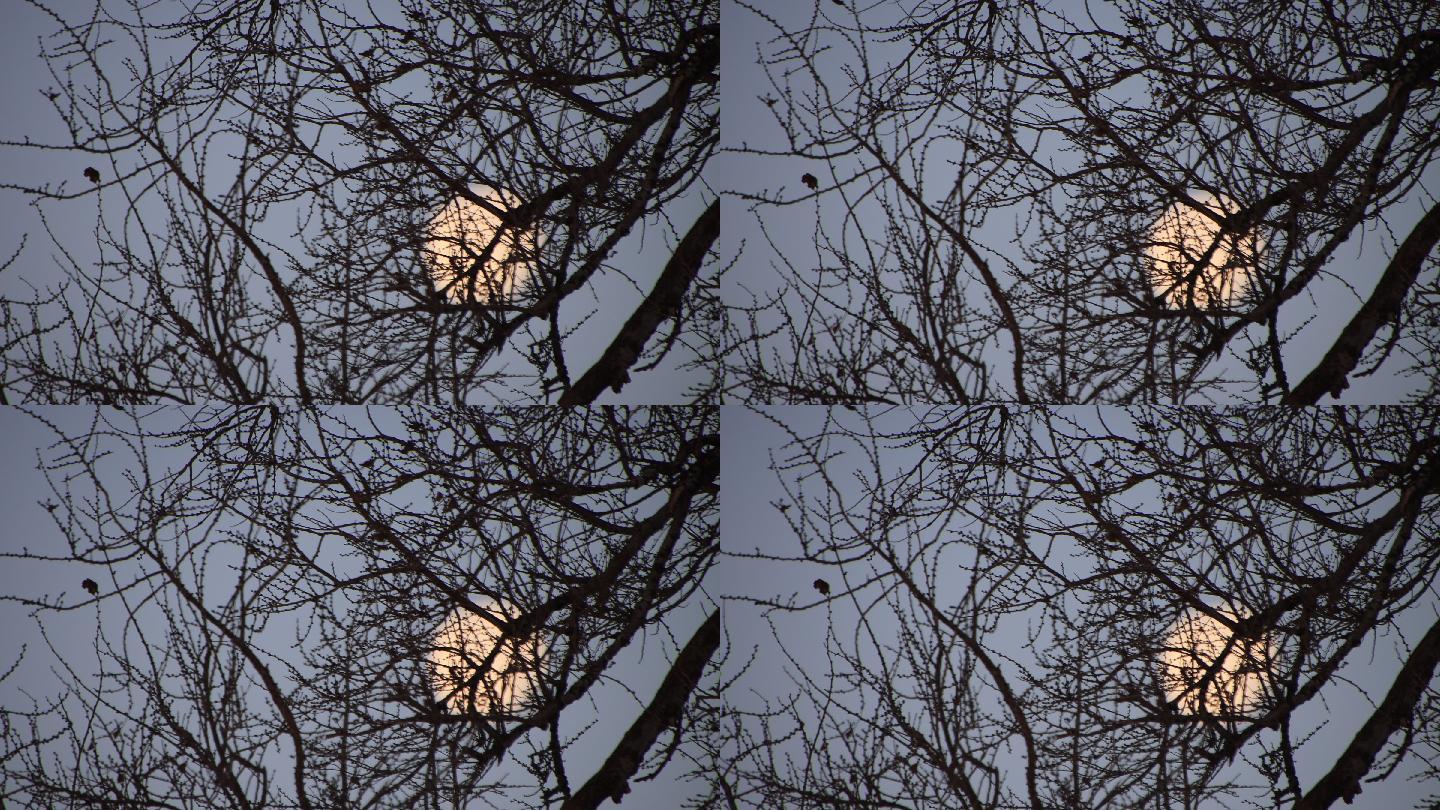 树枝掩映的一轮明月