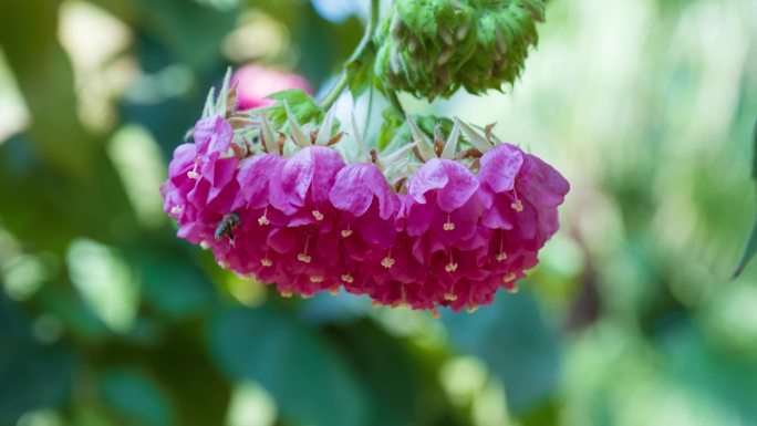 4K非洲芙蓉花蜜蜂采花蜜