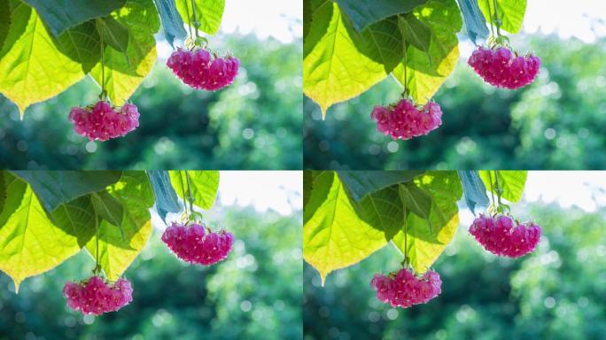 4K非洲芙蓉花蜜蜂采花蜜