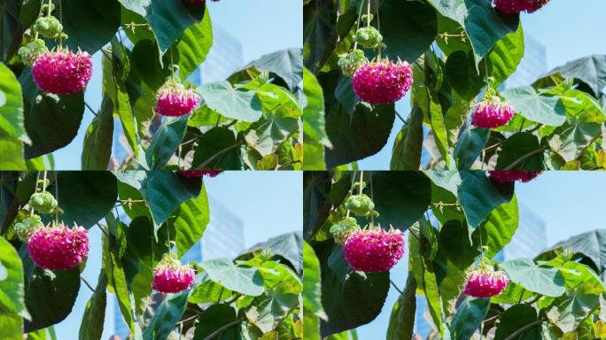 4K非洲芙蓉花