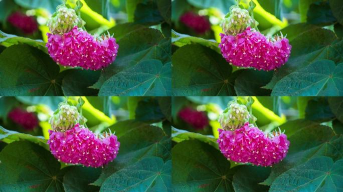 4K非洲芙蓉花蜜蜂采花蜜