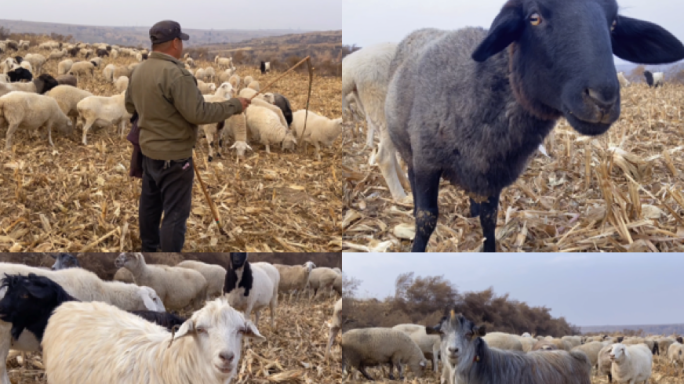 乡村振兴羊扶贫农业农村羊绵羊羊吃麦杆山羊
