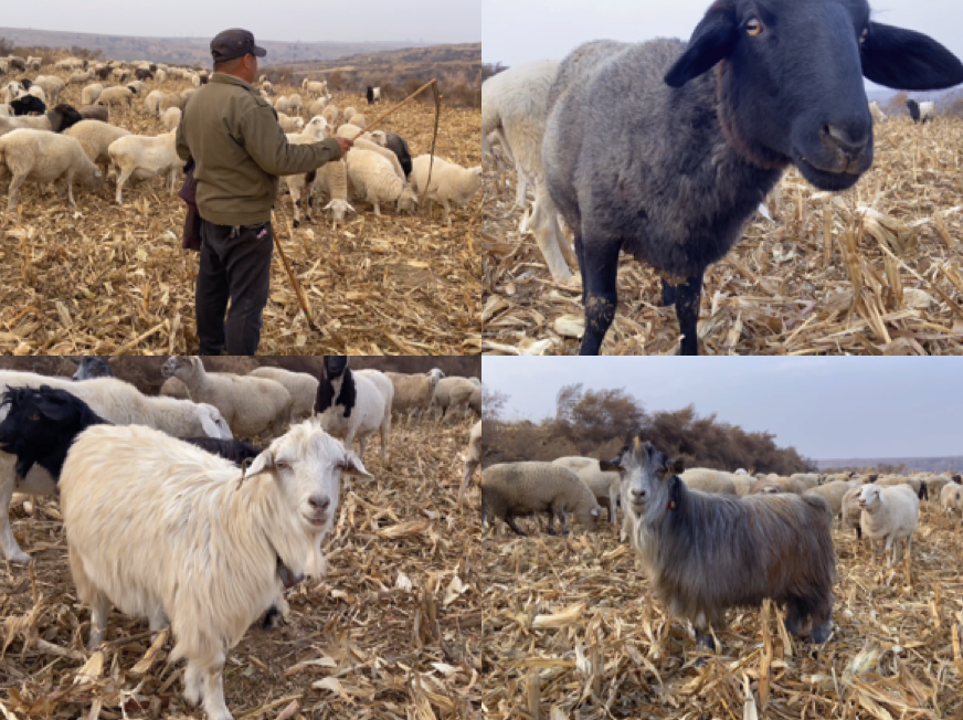 乡村振兴羊扶贫农业农村羊绵羊羊吃麦杆山羊