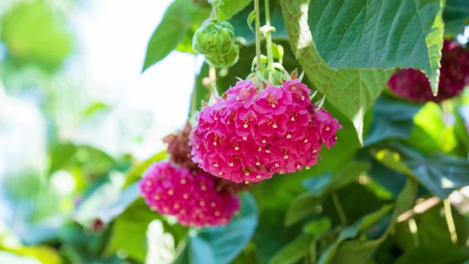 4K非洲芙蓉花