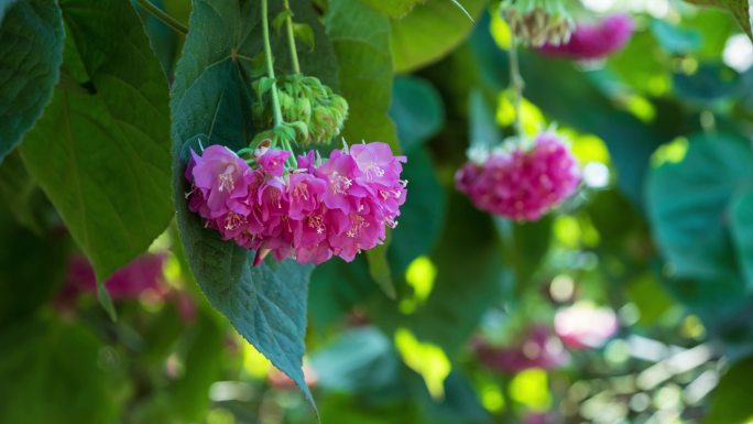 4K非洲芙蓉花