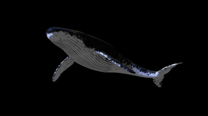 【视频】带通道3D震撼鲸鱼游动