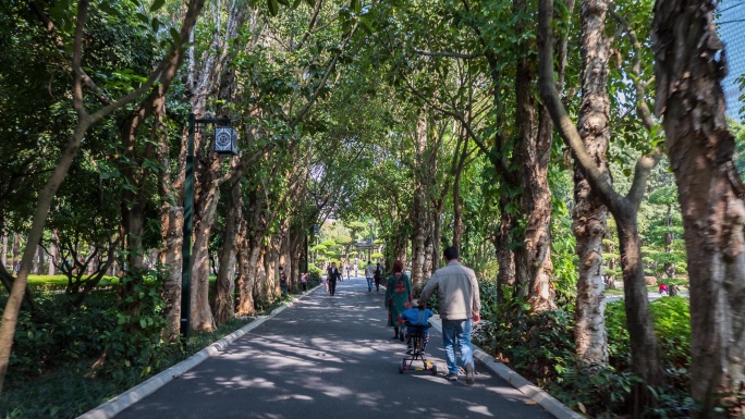 唯美热带植物园森林公园林荫大道林间小路