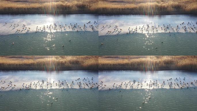 晚霞湖光，湿地冰面野生鸟类
