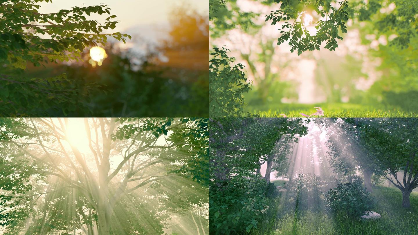 唯美春天夏天公园树林大自然逆光光线