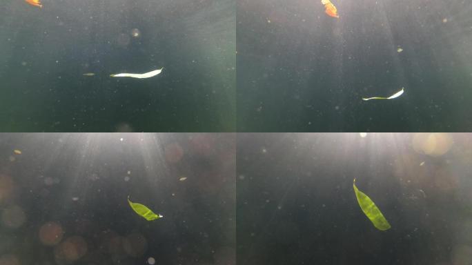 水下摄影一片叶子掉落水中