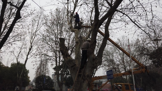 襄阳园林工人修剪整形行道树法国梧桐树