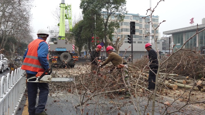 襄阳园林工人修剪整形行道树法国梧桐树