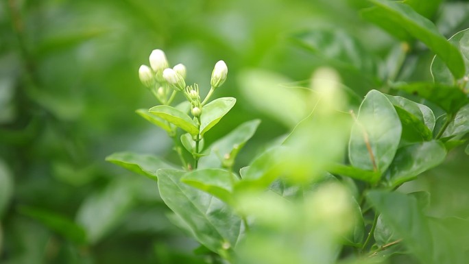 茉莉花花朵特写高清视频素材