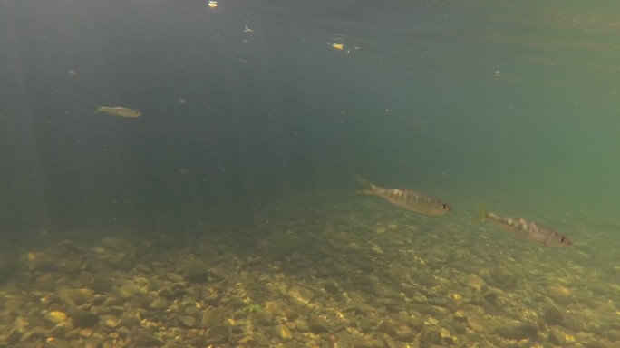 水下拍摄溪水中的小鱼石斑鱼