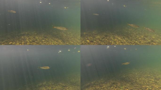 水下拍摄溪水中的小鱼石斑鱼