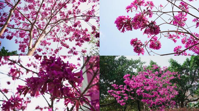 繁花似锦满树红紫花风铃木4k实拍素材