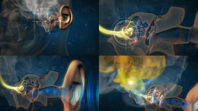 耳道内听神经将声音信号传送到大脑听觉中枢