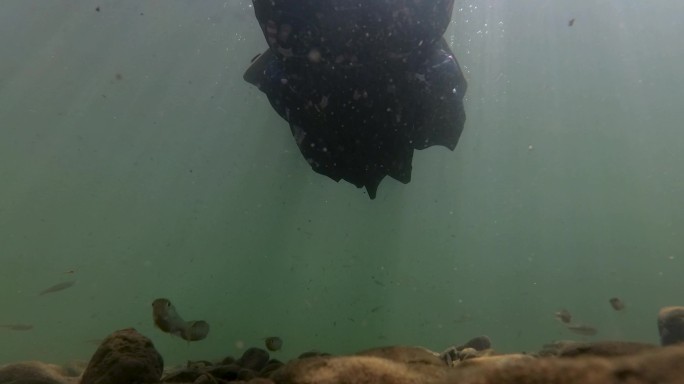 水下拍摄人从上面游过鱼在下面跟随