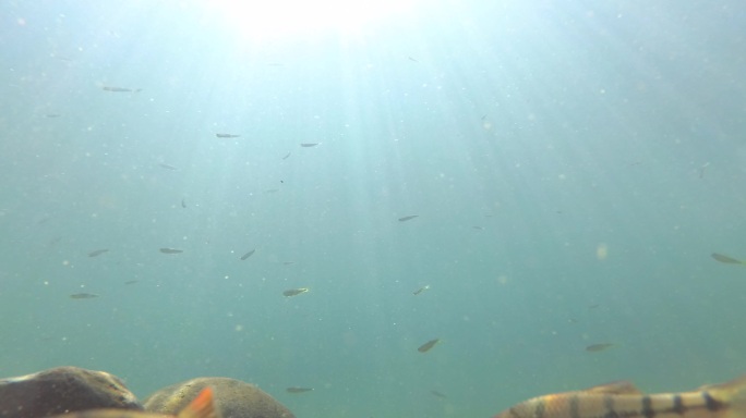 实拍阳光照射下水中的鱼群