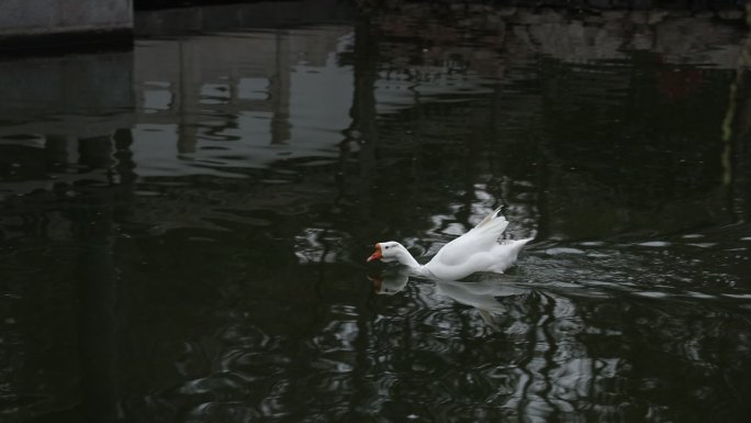 王羲之故居洗砚池里的大白鹅