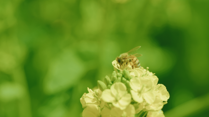 【4K】蜜蜂采蜜，油菜花，罗平油菜花