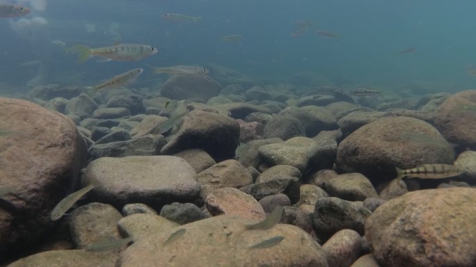水下拍摄溪水中河床上的小鱼