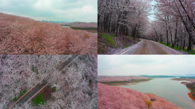 贵州平坝樱花园2020最新4K航拍
