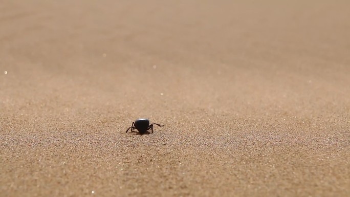 沙漠动物甲壳虫