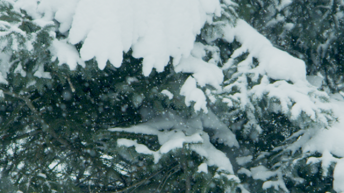 松林下雪4K-高速升格