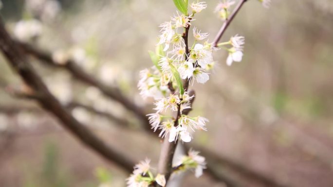 黄金奈李、李花