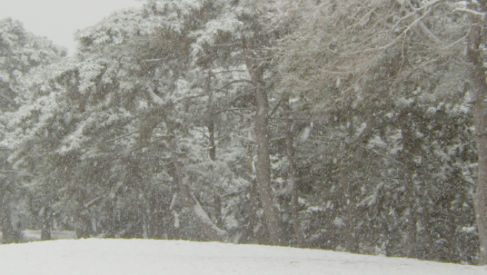 树林下雪4K-高速升格