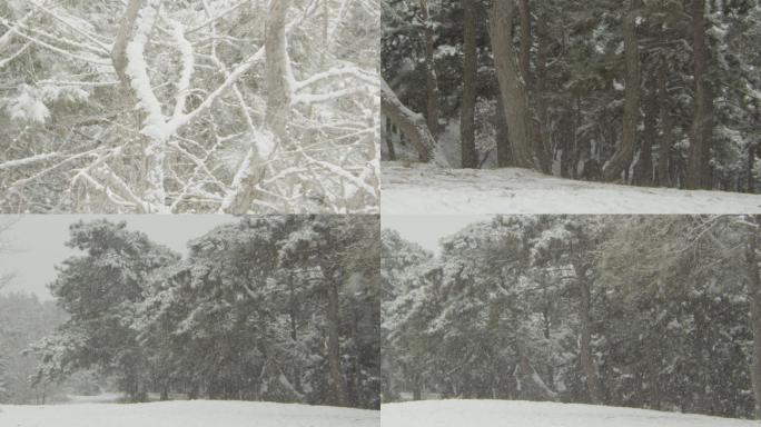 树林下雪4K-高速升格