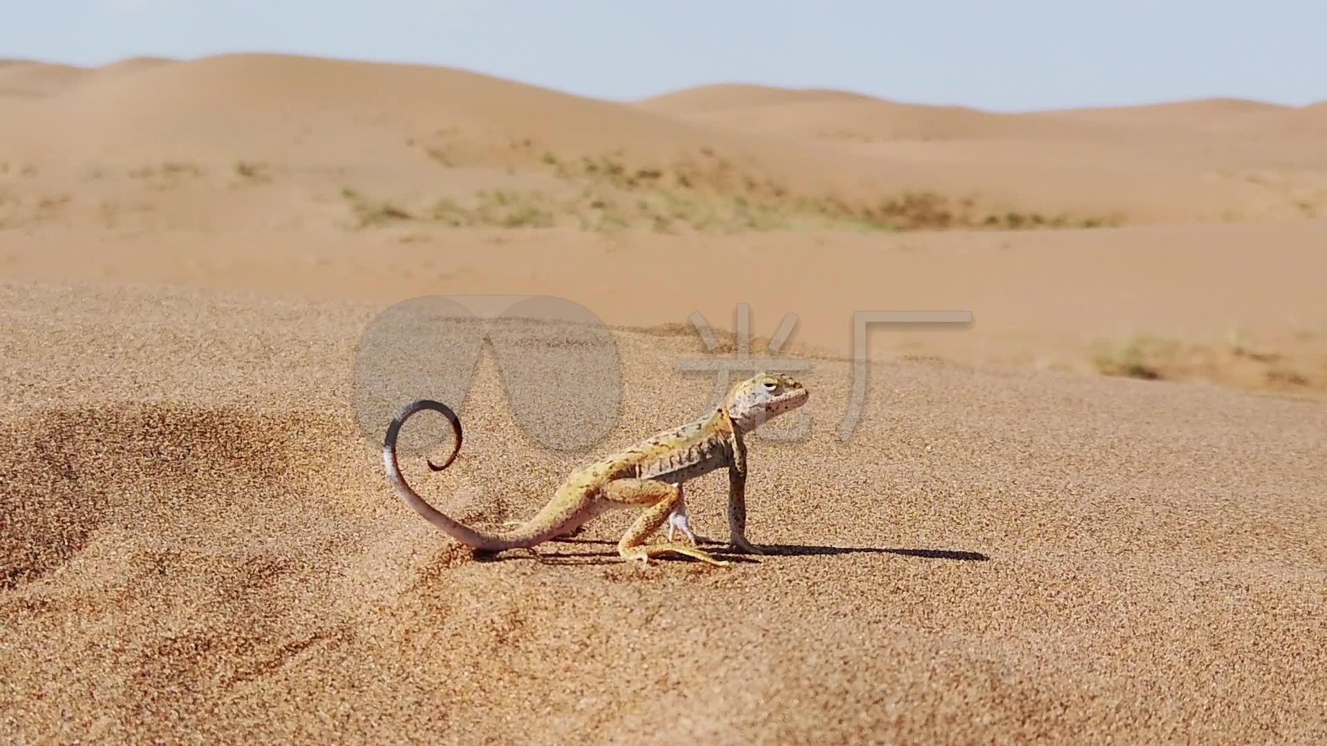 石粒中的沙漠角蜥蜴-欧莱凯设计网