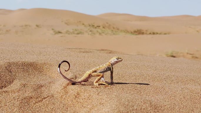 沙漠动物沙蜥蜴