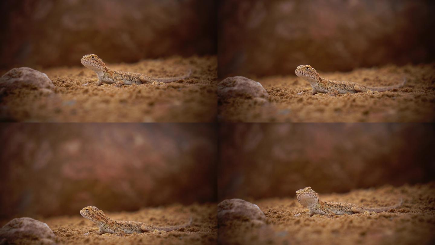 沙漠动物沙蜥蜴