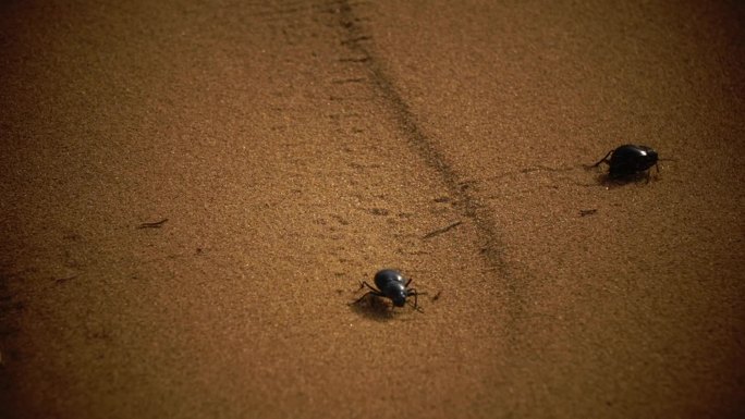 沙漠动物甲壳虫