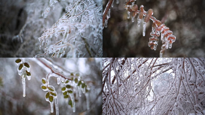 东北寒冷天气冰冻树挂滴水成冰雨雪树挂冻灾
