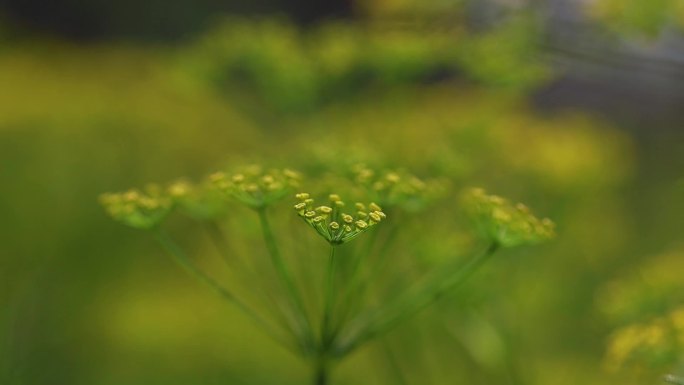 香丝菜小茴香茴香子谷香浑香小茴