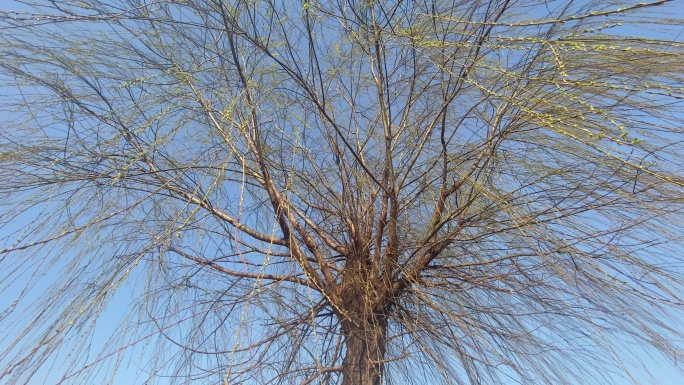 初春时节河边的一棵柳树发出新芽