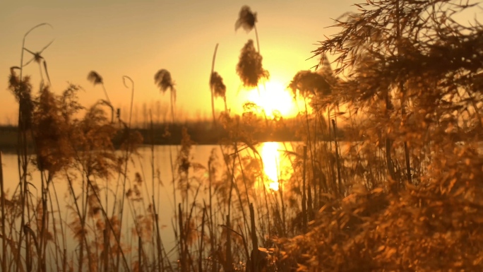 （可商用）夕阳唯美秋天景色