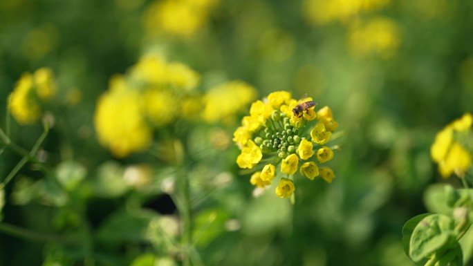 春天花朵万物复苏蜜蜂实拍田园