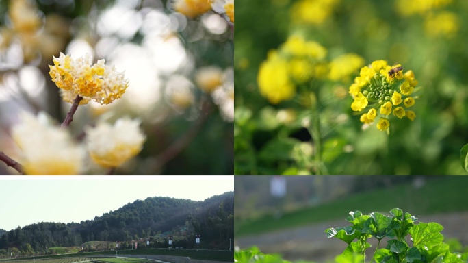 春天花朵万物复苏蜜蜂实拍田园