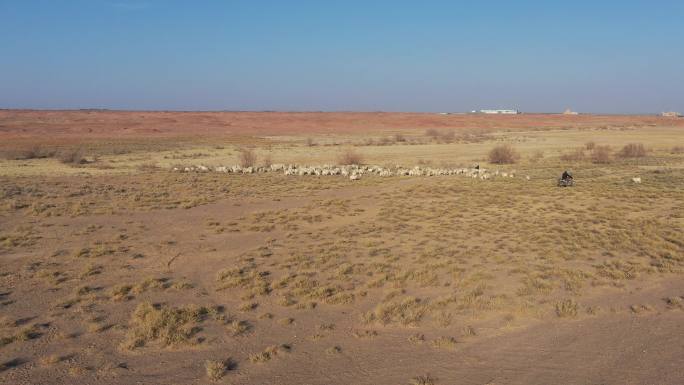 荒滩牧羊