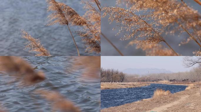 秋天湖边冬天大风风吹芦苇河边芦苇荡