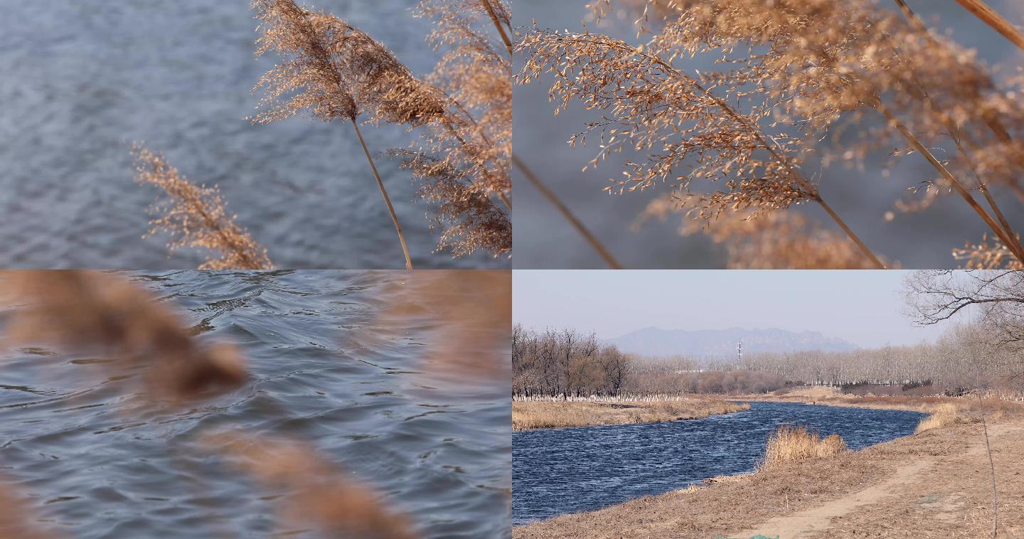 秋天湖边冬天大风风吹芦苇河边芦苇荡