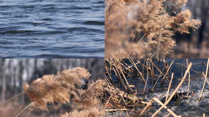 秋天冬天湖边风吹芦苇，河水特写，芦苇湿地
