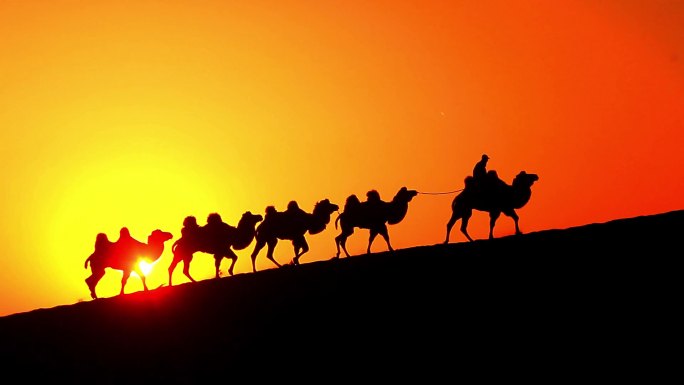 沙漠骆驼日落